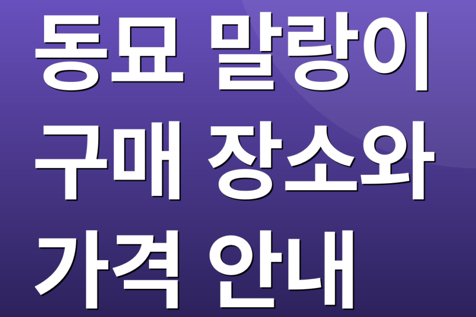 동묘 말랑이 구매 장소와 가격 안내