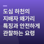 도심 하천의 지배자 왜가리 특징과 안전하게 관찰하는 요령