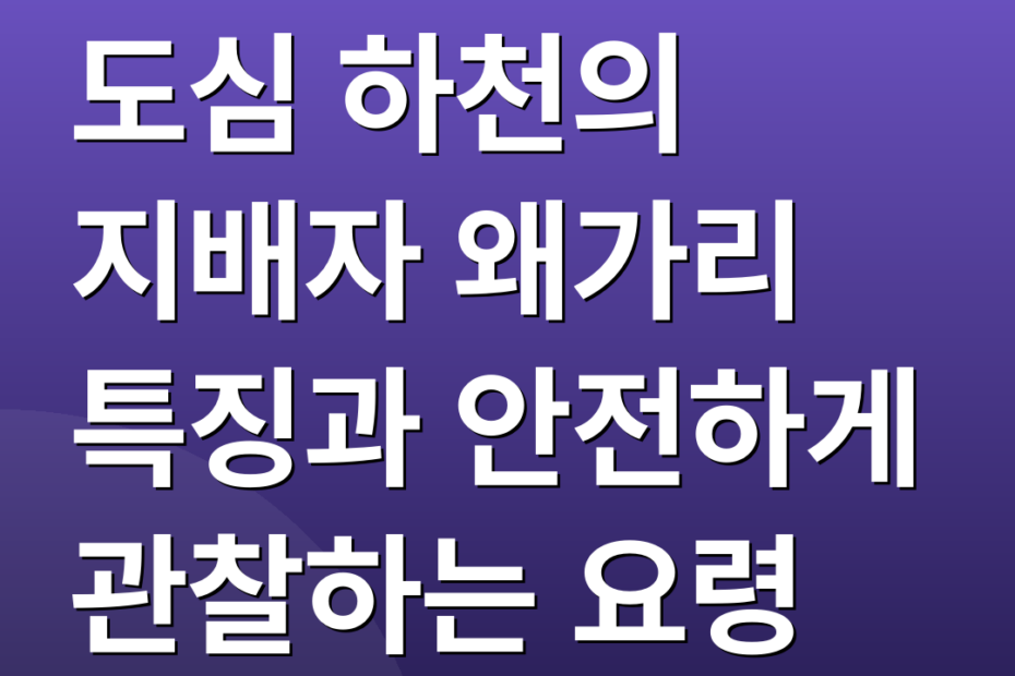 도심 하천의 지배자 왜가리 특징과 안전하게 관찰하는 요령