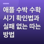 애플 수박 수확 시기 확인법과 실패 없는 따는 방법