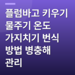 플럼바고 키우기 물주기 온도 가지치기 번식 방법 병충해 관리